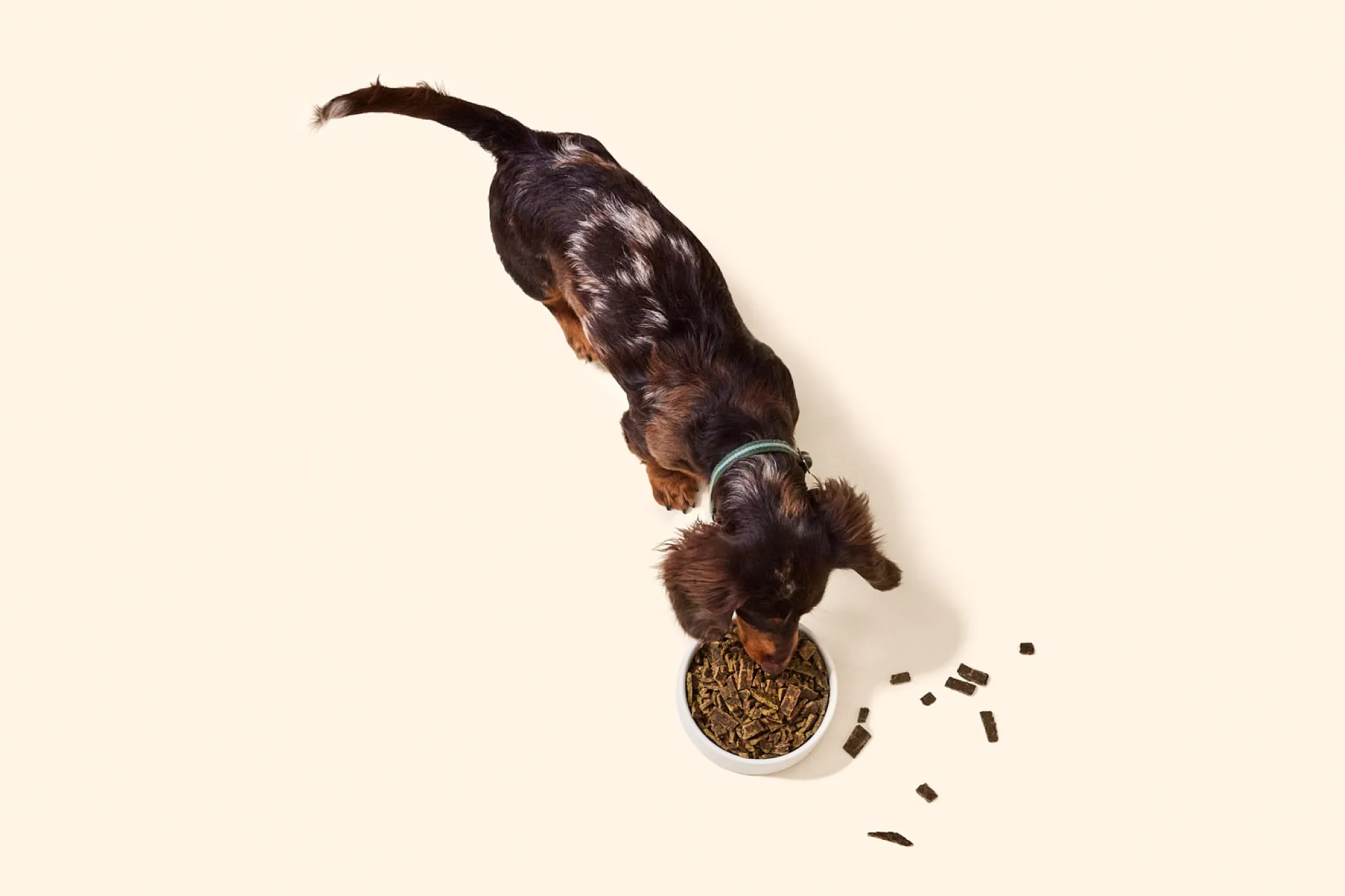 Miniature Dachshund eating from a bowl of Sundays beef dog food