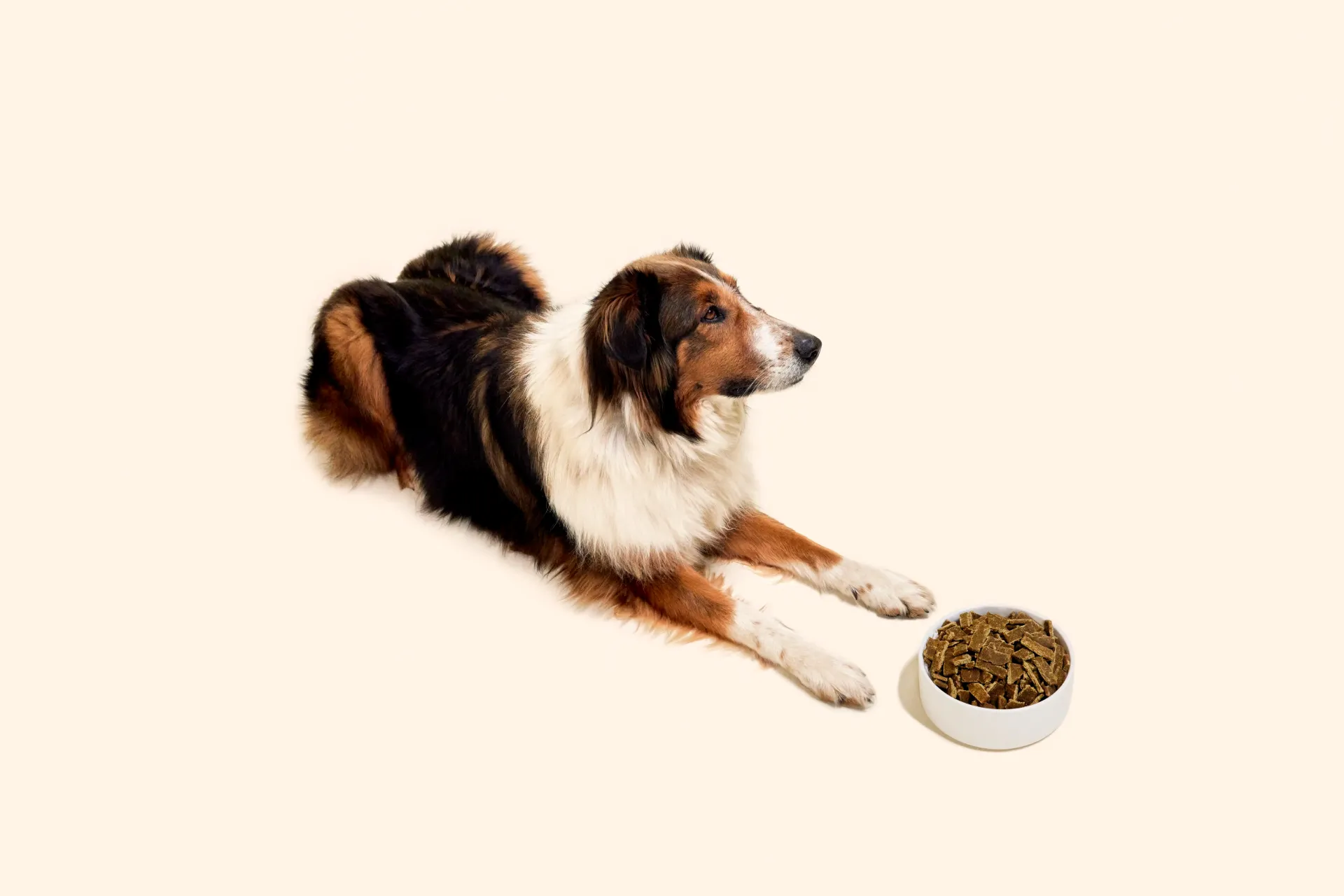 Collie eating from a bowl of Sundays chicken dog food