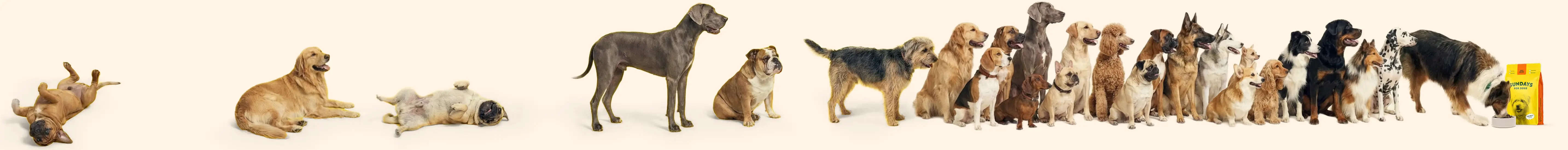 Dogs lined up next to a bag of Sundays