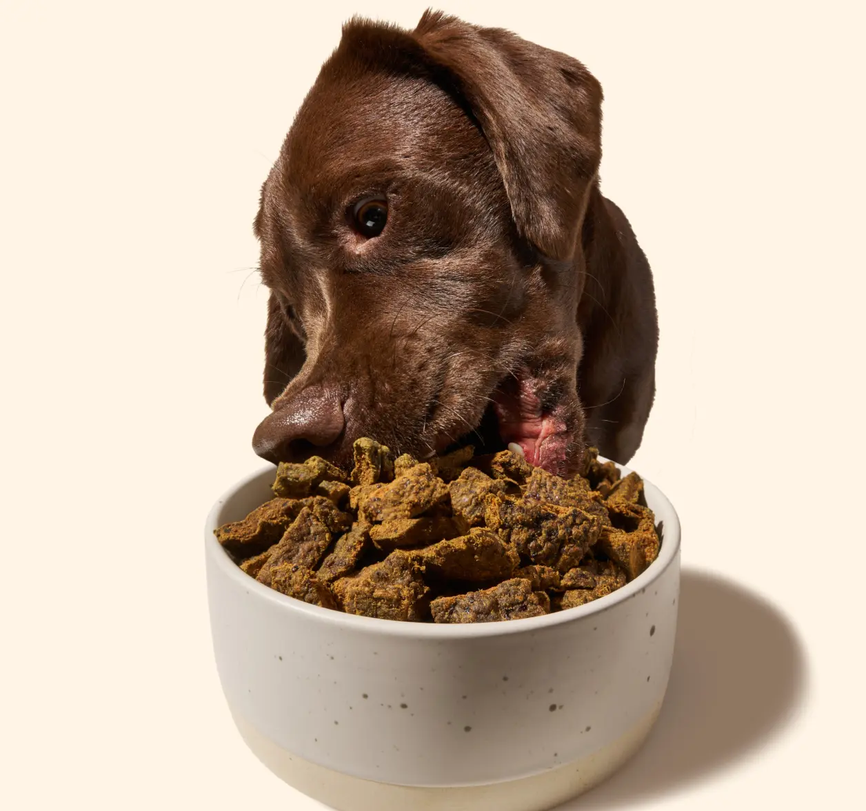 A dog eating air-dried Sundays food from a bowl